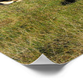 Jerseykoe in Jersey Poster (Hoek)