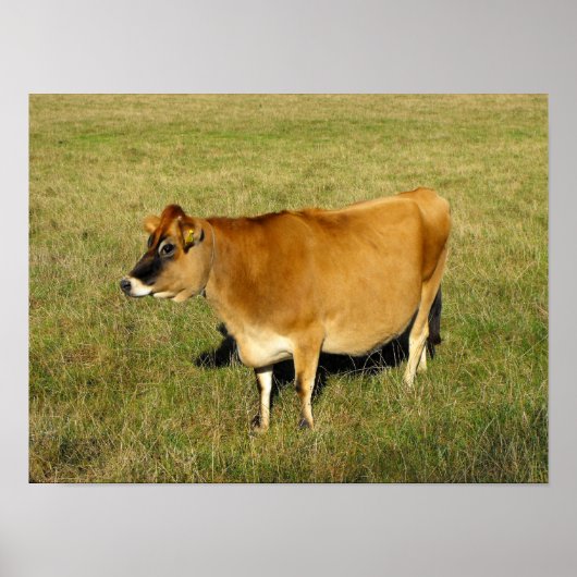 Jerseykoe in Jersey Poster (Voorkant)
