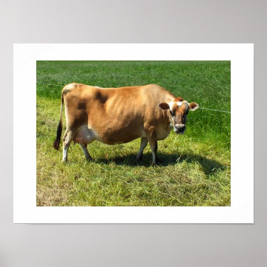Jerseykoe op Jersey Kanaaleilanden Poster (Voorkant)