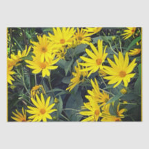 Jerusalem Artichoke Flowers