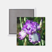 Jessie's Song Magneet (Voorkant / Achterkant)