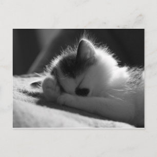 jessy jane - Briefkaart