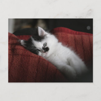 Jessy Jane - briefkaart