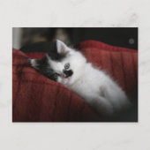 Jessy Jane - briefkaart (Voorkant)