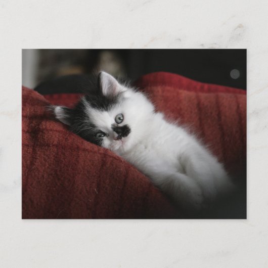 Jessy Jane - briefkaart (Voorkant)