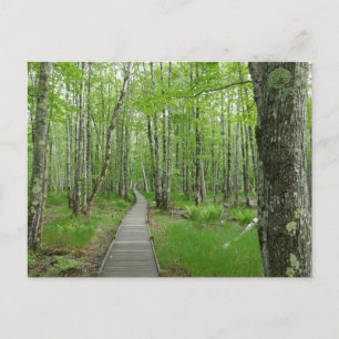 Jesup Path Boardwalk Trail Briefkaart