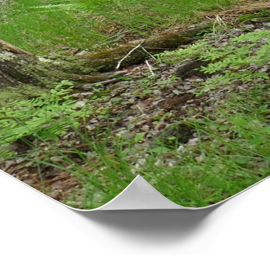 Jesup Path Boardwalk Trail Poster (Hoek)