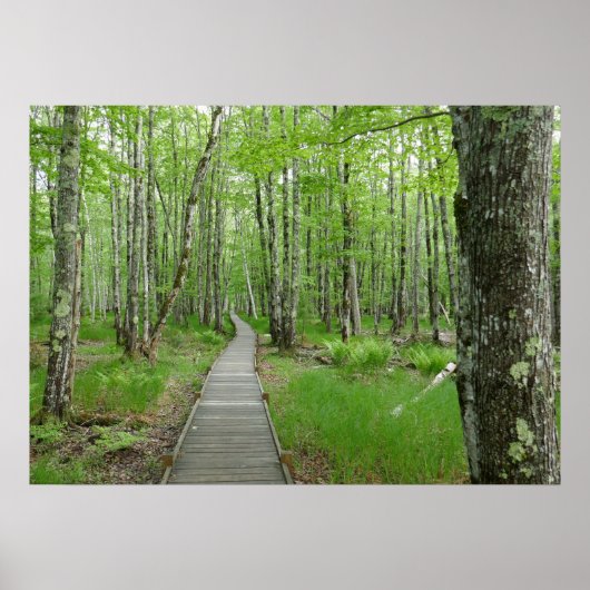 Jesup Path Boardwalk Trail Poster (Voorkant)