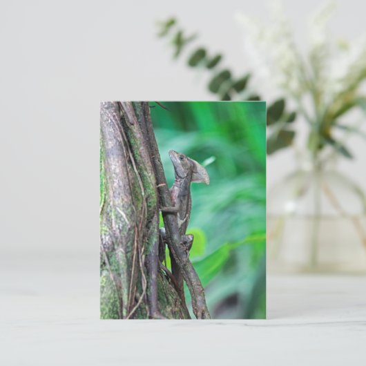 Jesus Christus Basilisk Hagedis in Tortuguero Briefkaart (Staand voorkant)