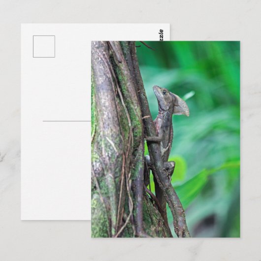 Jesus Christus Basilisk Hagedis in Tortuguero Briefkaart