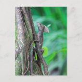 Jesus Christus Basilisk Hagedis in Tortuguero Briefkaart (Voorkant)