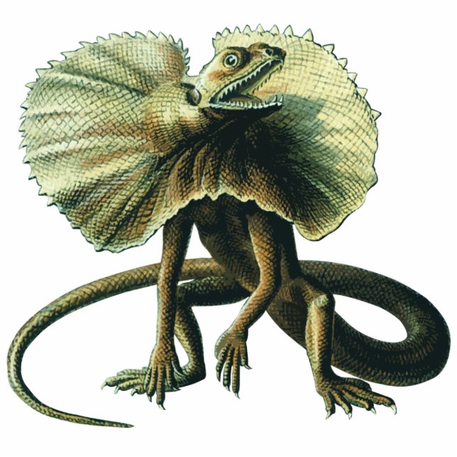 Jesus Lizard Photo Sculpture Staand Fotobeeldje (Voorkant)