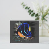 Jeugd Koningin Angelfish Briefkaart (Staand voorkant)