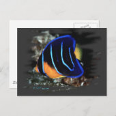 Jeugd Koningin Angelfish Briefkaart (Voorkant / Achterkant)