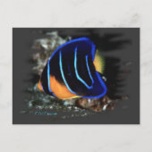Jeugd Koningin Angelfish Briefkaart (Voorkant)