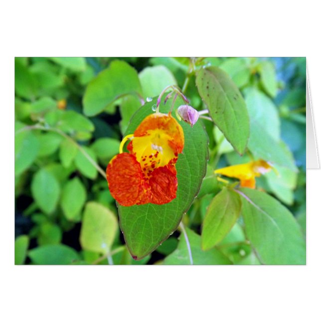 Jewel (Voorkant Horizontaal)