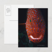 Jewel Grouper, Cephalopholis miniata Briefkaart (Voorkant / Achterkant)