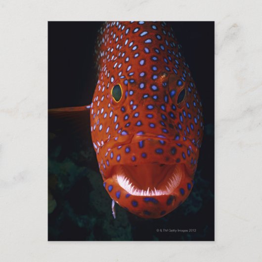 Jewel Grouper, Cephalopholis miniata Briefkaart (Voorkant)