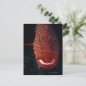 Jewel Grouper, Cephalopholis miniata Briefkaart (Staand voorkant)