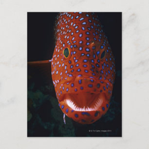 Jewel Grouper, Cephalopholis miniata Briefkaart