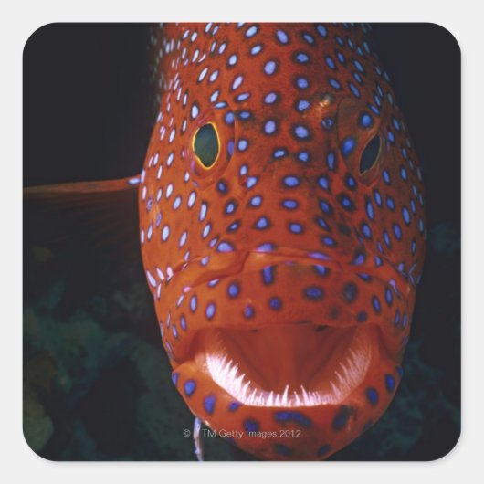 Jewel Grouper, Cephalopholis miniata Vierkante Sticker (Voorkant)