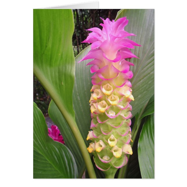 Jewel of Thailand (Voorkant)