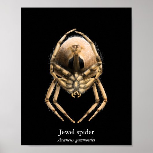 Jewel Spider Poster (Halfglans) (Voorkant)
