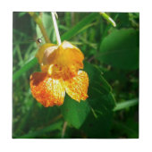 Jewel Weed, wilde bloem Tegeltje (Voorkant)
