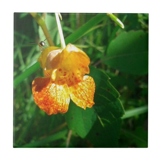 Jewel Weed, wilde bloem Tegeltje (Voorkant)