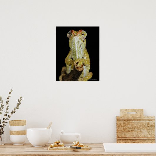 Jeweled chameleon of Campan's chameleon Poster (Keuken)