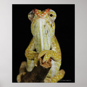 Jeweled chameleon of Campan's chameleon Poster