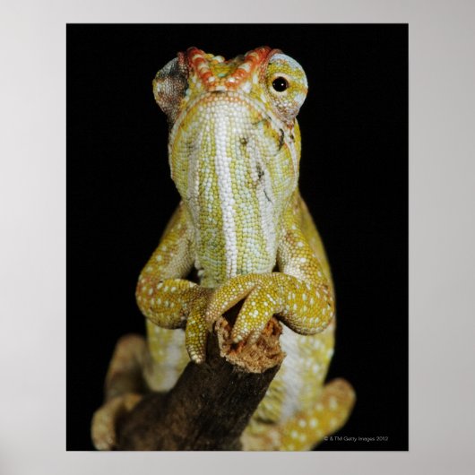 Jeweled chameleon of Campan's chameleon Poster (Voorkant)