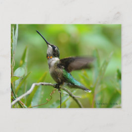 Jewels Adorn Briefkaart