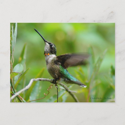 Jewels Adorn Briefkaart (Voorkant)