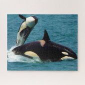 Jigsaws Orcas of Killer Whales Legpuzzel (Horizontaal)