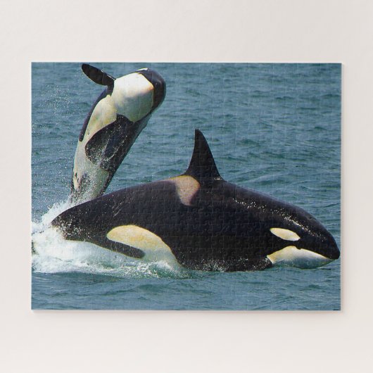 Jigsaws Orcas of Killer Whales Legpuzzel (Horizontaal)