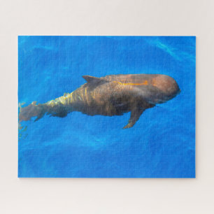 Jigsaws Pilot Whales Legpuzzel