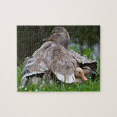 Jigzaag Puzzle: Mallardeenden en eenden Legpuzzel (Horizontaal)