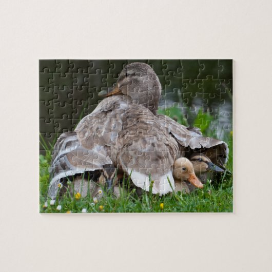 Jigzaag Puzzle: Mallardeenden en eenden Legpuzzel (Horizontaal)