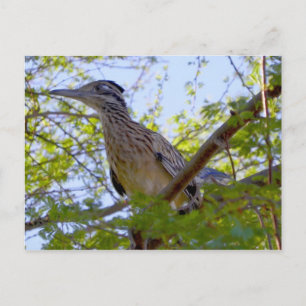 Jim Parker's Dairy Boerderij Roadrunner Briefkaart
