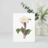 jimsonweed (Datura lavis) van Redouté Briefkaart (Staand voorkant)