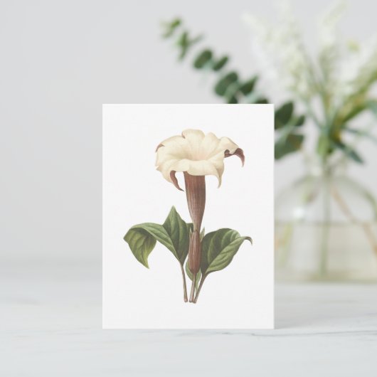 jimsonweed (Datura lavis) van Redouté Briefkaart (Staand voorkant)