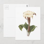 jimsonweed (Datura lavis) van Redouté Briefkaart (Voorkant / Achterkant)