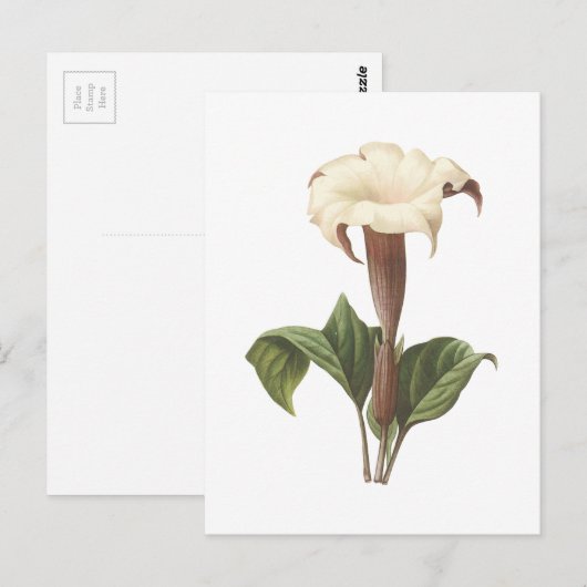 jimsonweed (Datura lavis) van Redouté Briefkaart (Voorkant / Achterkant)