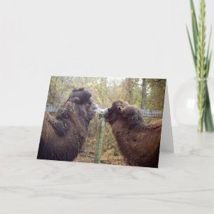 Jingle Baba en Google Mama Kaart