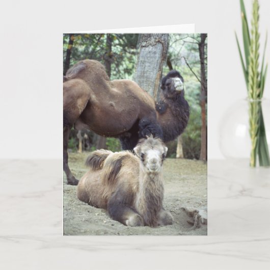 Jingle Baba en Purnimamma Kaart (Voorkant)