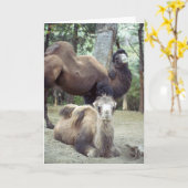 Jingle Baba en Purnimamma Kaart (Gele Bloem)