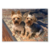 JoAn Nicolas Rosie Foto Afdruk (Voorkant)