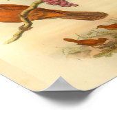 Jobi Island Wood Shrike  Oranje Bird Print (Hoek)