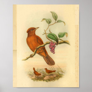 Jobi Island Wood Shrike  Oranje Bird Print